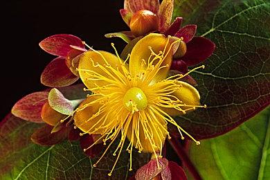 顽皮狗新作《星际：异端先知》将包含恐怖元素